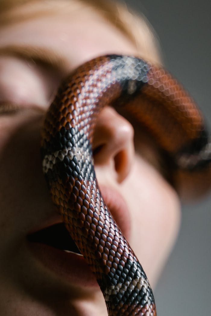 Contact Intimate close-up of a woman with a snake symbolizing fear and overcoming phobias.